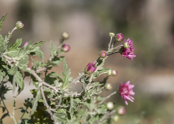 Asters — Stockfoto