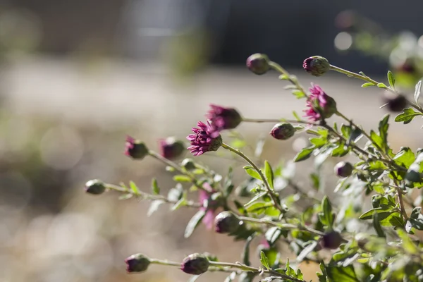 Asters — Stock Photo, Image