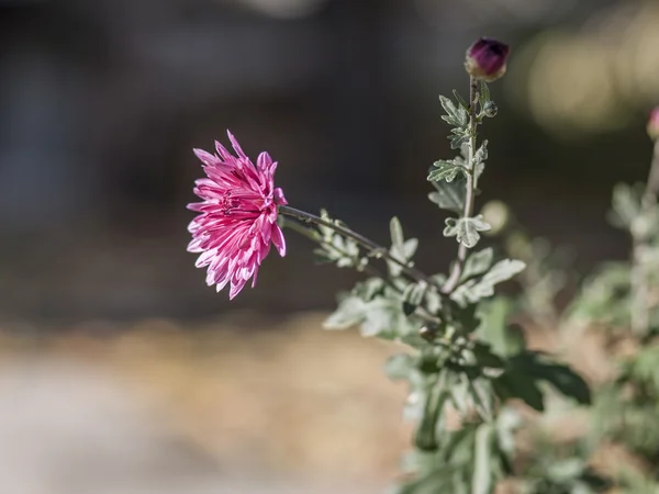 Asters — Stockfoto