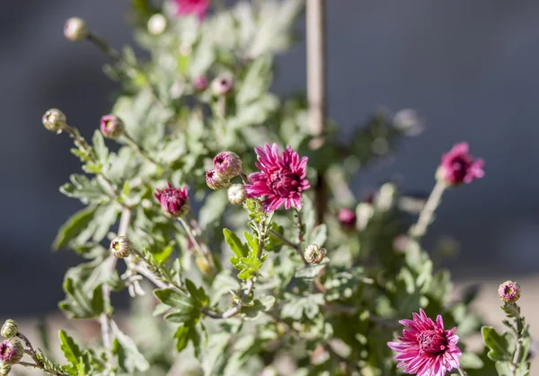 Asters — Stockfoto