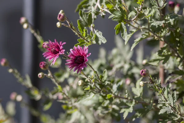 Asters — Stockfoto