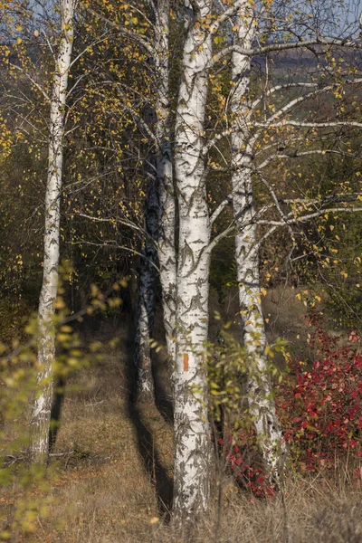 Nyírfa sikátor — Stock Fotó