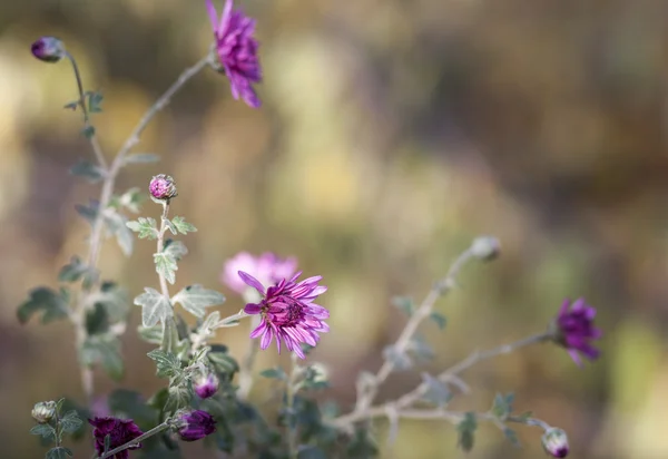 Asters — Stock Photo, Image