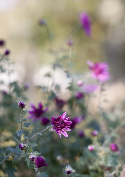 Asters — Stock Photo, Image