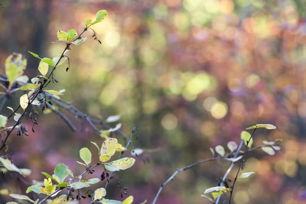 Hojas de otoño —  Fotos de Stock