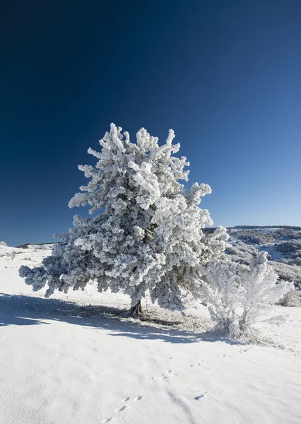 Árbol congelado —  Fotos de Stock