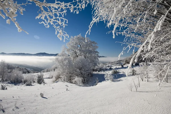 Baum — Stockfoto