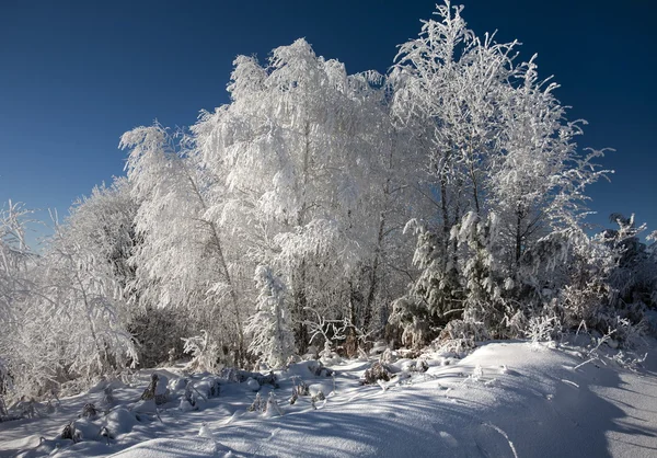 Albero — Foto Stock