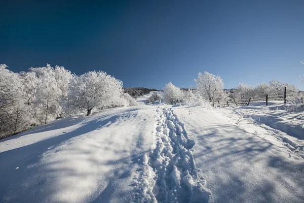 Bevroren bomen — Stockfoto