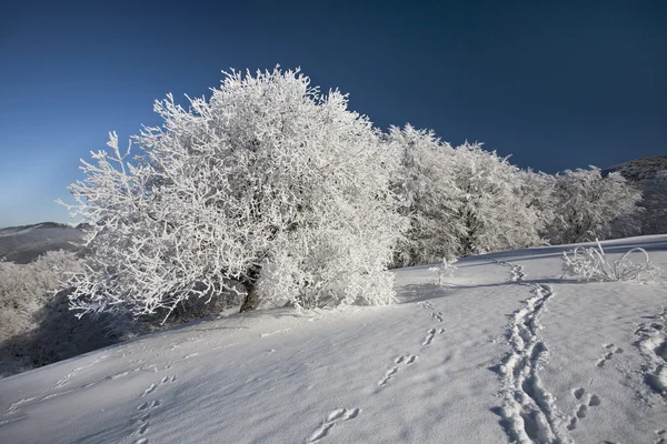 Bevroren bomen — Stockfoto