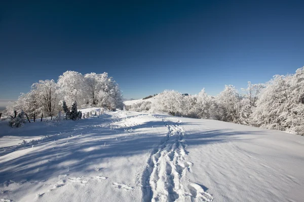 Bevroren bomen — Stockfoto