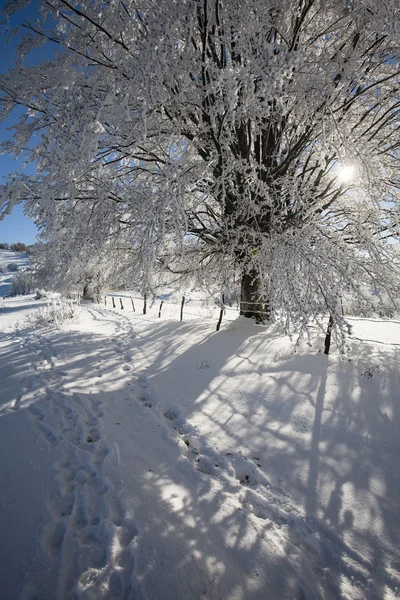 Winterlandschap — Stockfoto