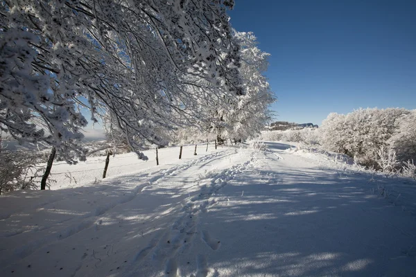 Bevroren bomen — Stockfoto