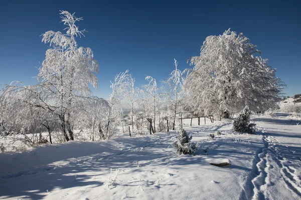 Alberi congelati — Foto Stock