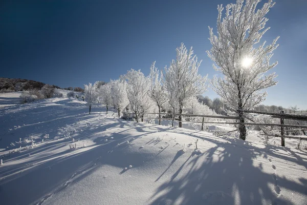 Bevroren bomen — Stockfoto