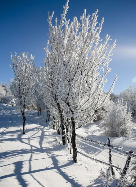 Bevroren bomen — Stockfoto