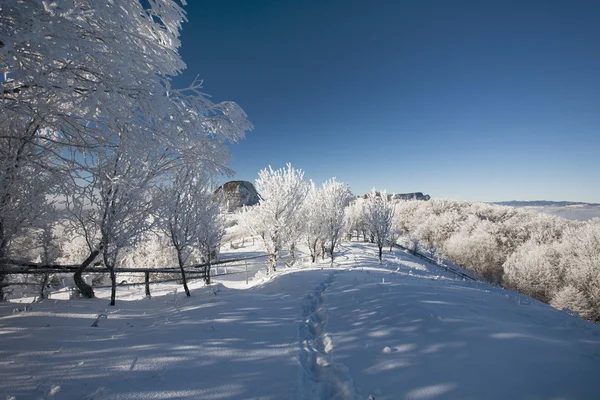 Alberi congelati — Foto Stock