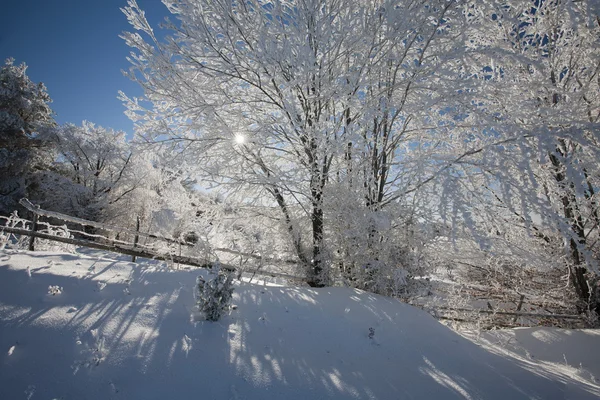 Eingefrorene Bäume — Stockfoto