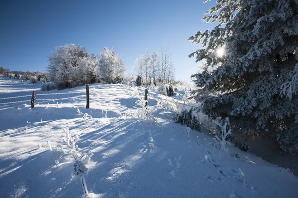 Winter — Stockfoto