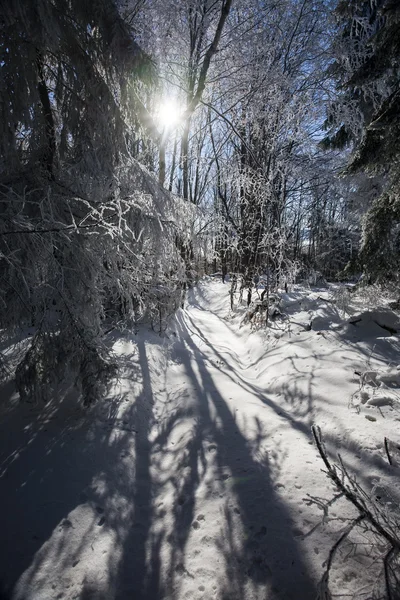 Winterlandschap — Stockfoto