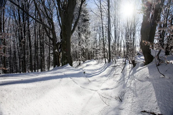 Inverno nebuloso — Fotografia de Stock