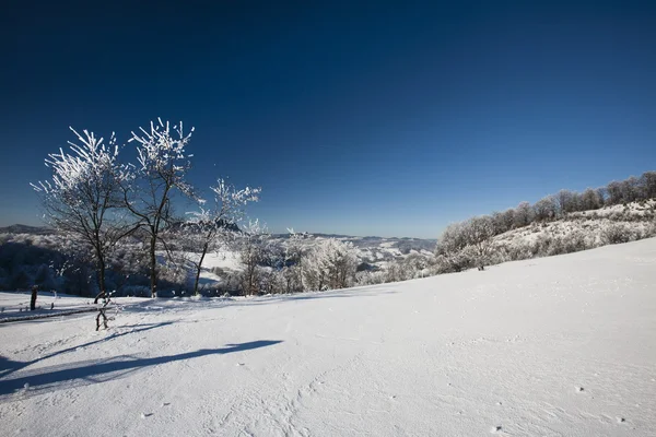 Bevroren bomen — Stockfoto