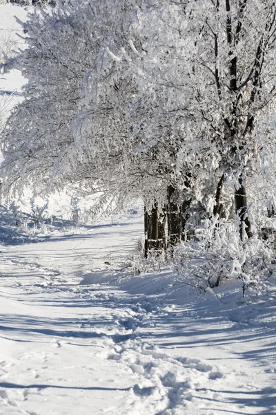 Winter alley — Stock Photo, Image