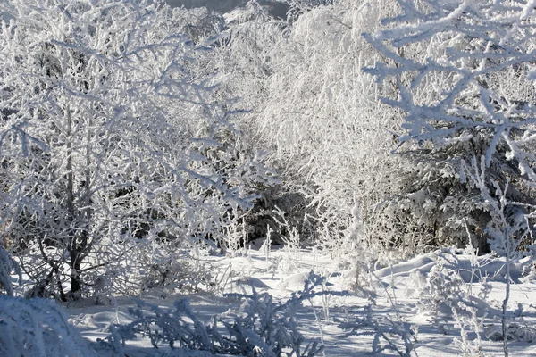 Baum — Stockfoto