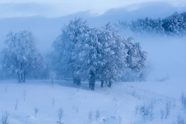 Albero congelato — Foto Stock