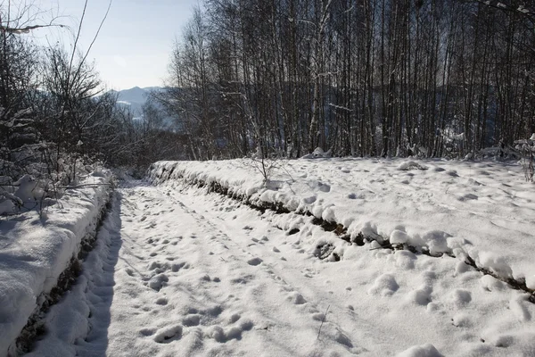 Snowy landscape — Stock Photo, Image