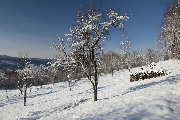 Bevroren bomen — Stockfoto