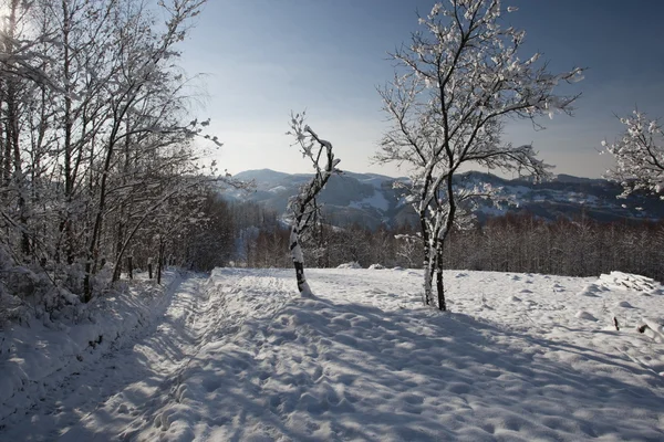 Arbres congelés — Photo