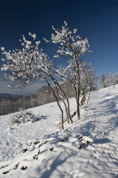 Donmuş ağaçlar — Stok fotoğraf