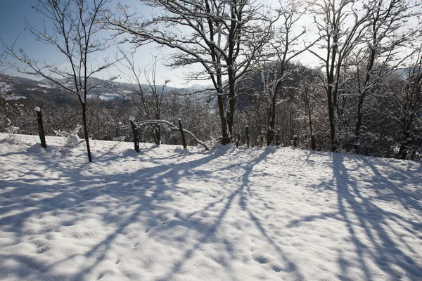 Puslu kış — Stok fotoğraf