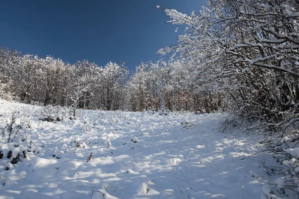 눈밭 — 스톡 사진
