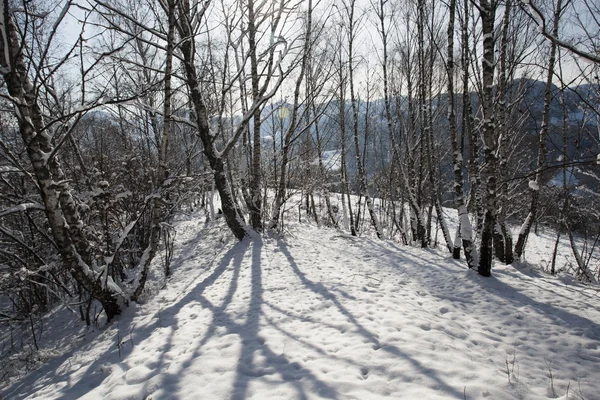 Snowy landscape — Stock Photo, Image