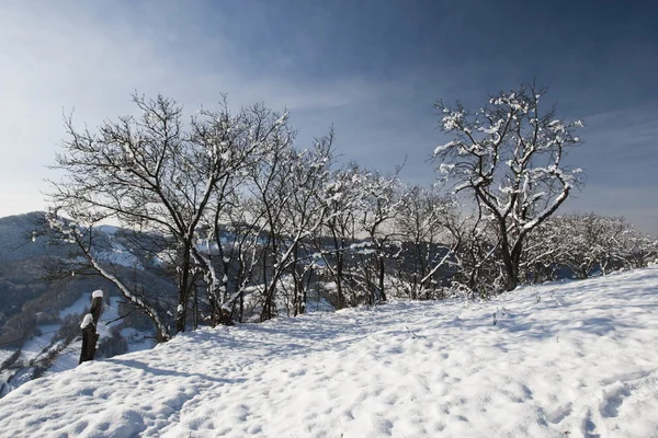 Bevroren bomen — Stockfoto