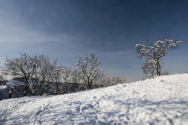 Bevroren bomen — Stockfoto