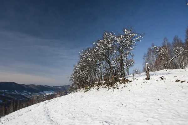 Bevroren bomen — Stockfoto