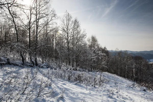 Snowy landscape — Stock Photo, Image