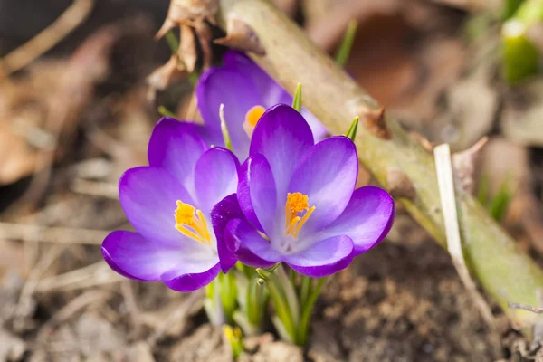 Crocuses — Stock Photo, Image