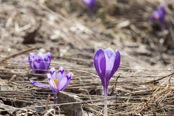 Crocuses — Stock Photo, Image