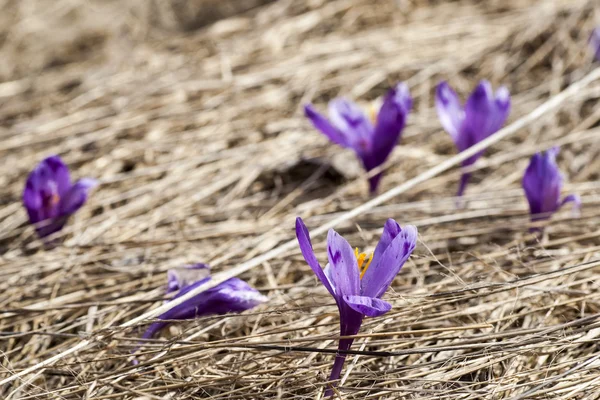 Krokusse — Stockfoto