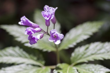 Cardamine glanduligera