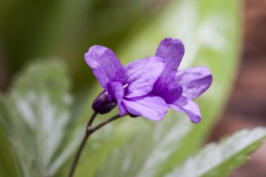 Cardamine glanduligera