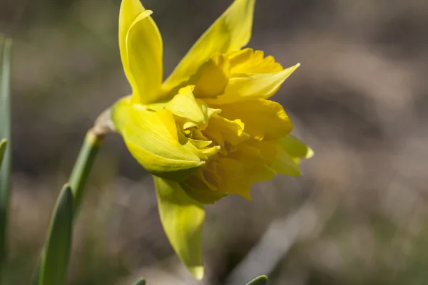 Daffodis — Stockfoto