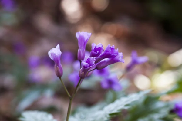 Cardamine glanduligera — Φωτογραφία Αρχείου