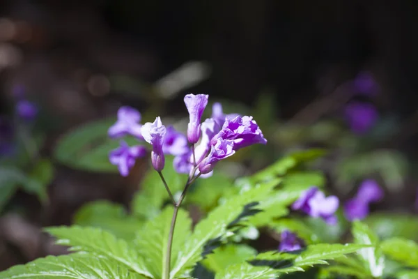 Cardamine glanduligera — Photo