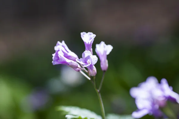 Cardamine glanduligera — Φωτογραφία Αρχείου