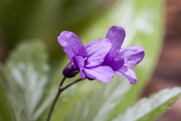 タネツケバナ glanduligera — ストック写真